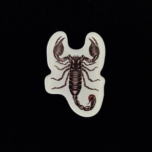 Emperor Scorpion Acrylic Magnet Enclosure Tag (Pandinus imperator) from The Silk Ranch / The Morph Archive