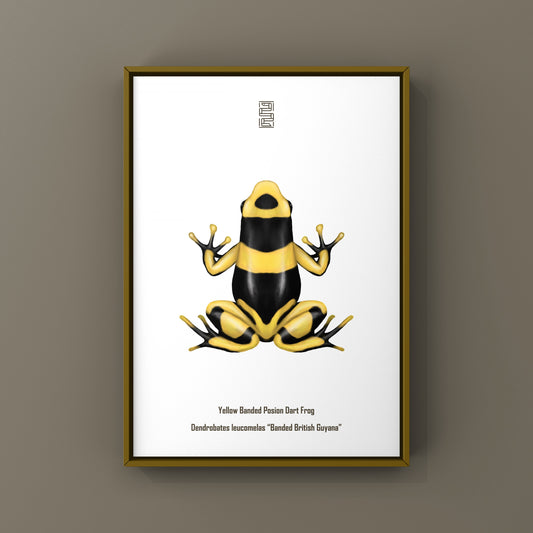 Banded British Guyana Poison Dart Frog (Dendrobates leucomelas) Art Print from The Silk Ranch