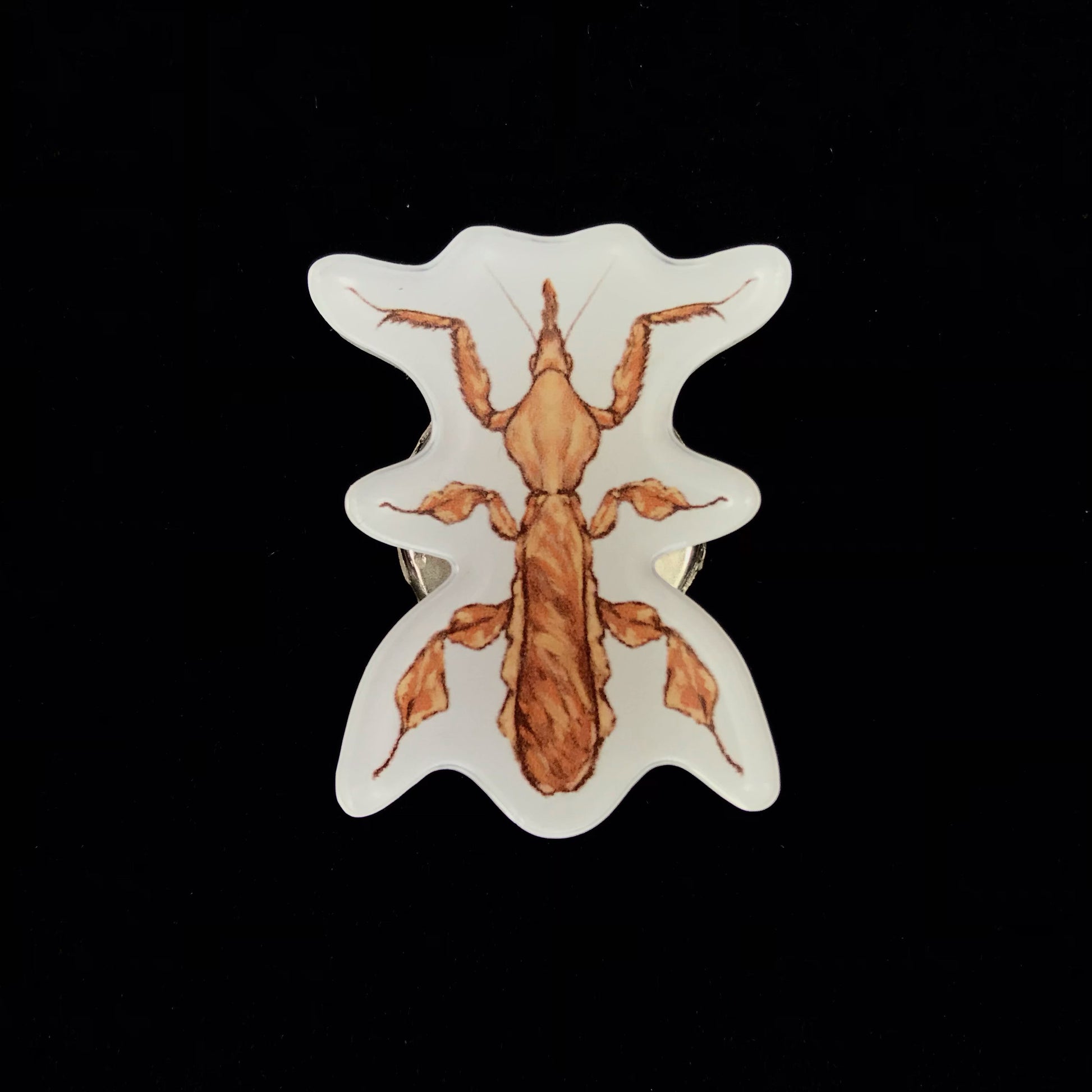 Ghost Mantis Acrylic Magnet Enclosure Tag (Phyllocrania paradoxa) from The Silk Ranch / The Morph Archive