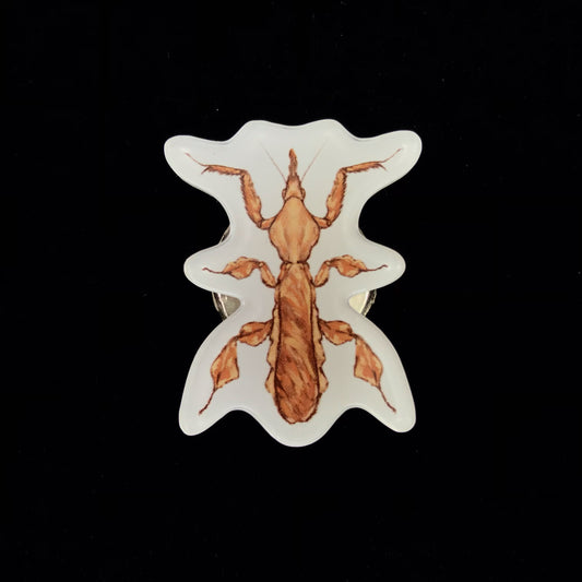 Ghost Mantis Acrylic Magnet Enclosure Tag (Phyllocrania paradoxa) from The Silk Ranch / The Morph Archive