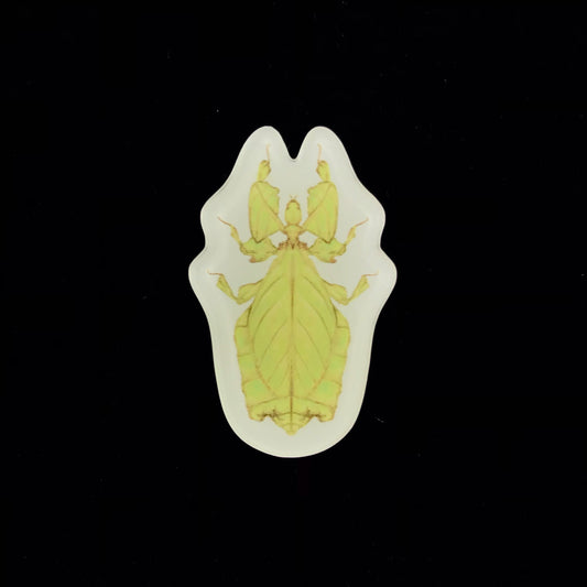 Malaysian Giant Leaf Insect Acrylic Magnet Enclosure Tag (Phyllium giganteum) from The Silk Ranch / The Morph Archive