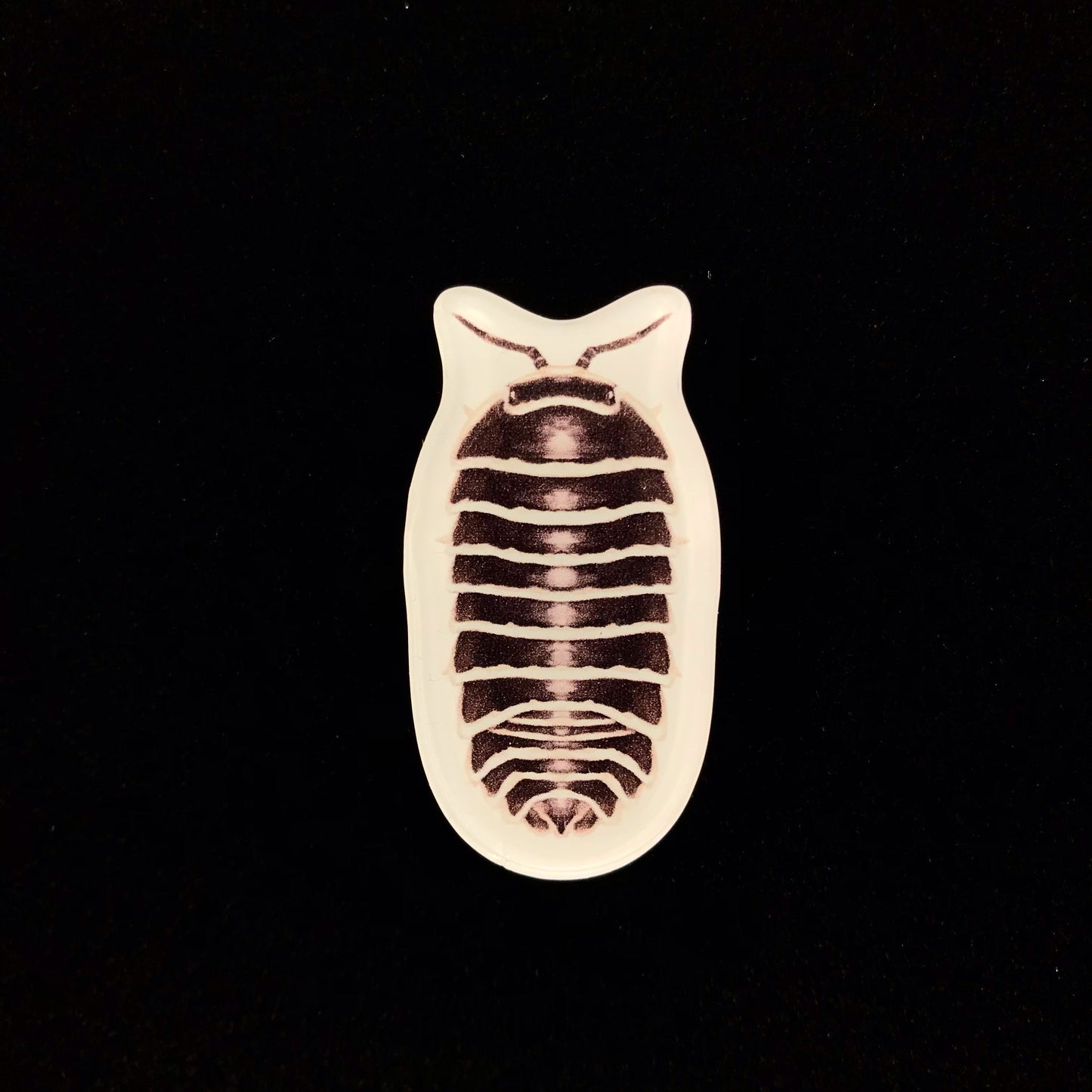 Zebra Isopod Acrylic Magnet Enclosure Tag (Armadillidium maculatum) from The Silk Ranch / The Morph Archive