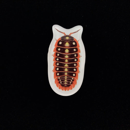Clown Isopod Acrylic Magnet Enclosure Tag (Armadillidium klugii) from The Silk Ranch / The Morph Archive
