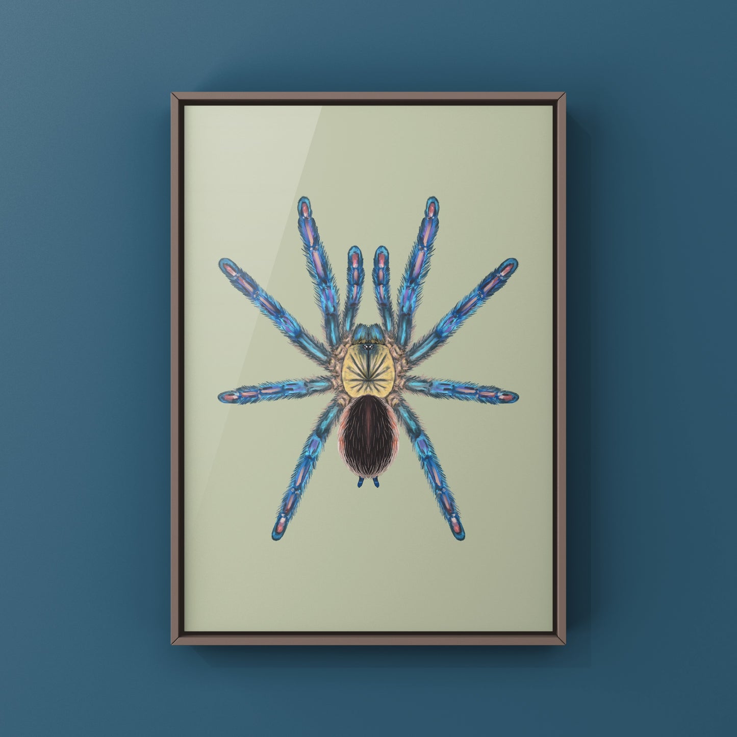 Amazon Sapphire Tarantula (Ybyrapora diversipes) Photographic Art Print from The Silk Ranch