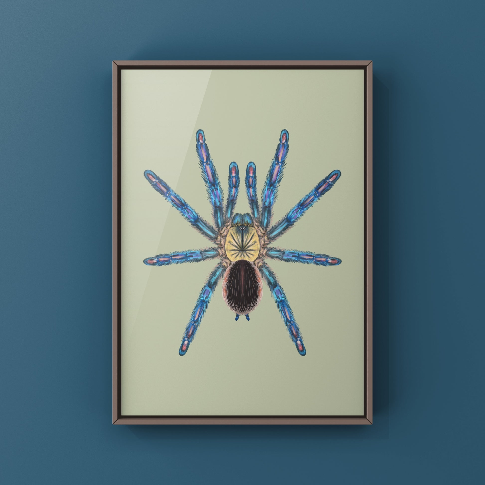 Amazon Sapphire Tarantula (Ybyrapora diversipes) Photographic Art Print from The Silk Ranch