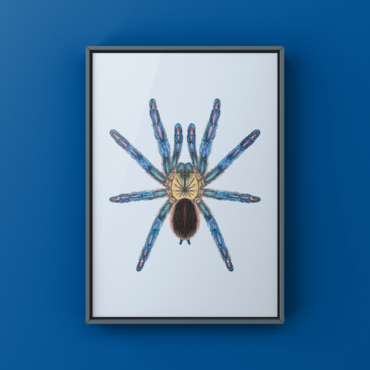 Amazon Sapphire Tarantula (Ybyrapora diversipes) Photographic Art Print from The Silk Ranch