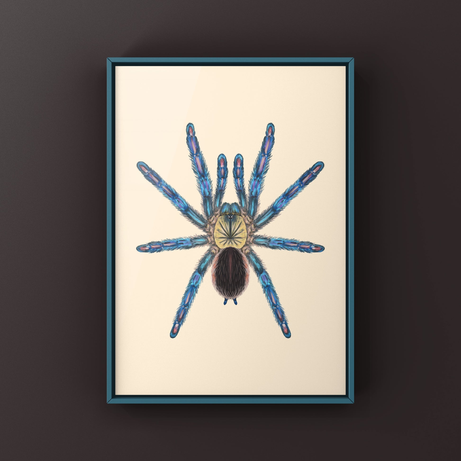 Amazon Sapphire Tarantula (Ybyrapora diversipes) Photographic Art Print from The Silk Ranch