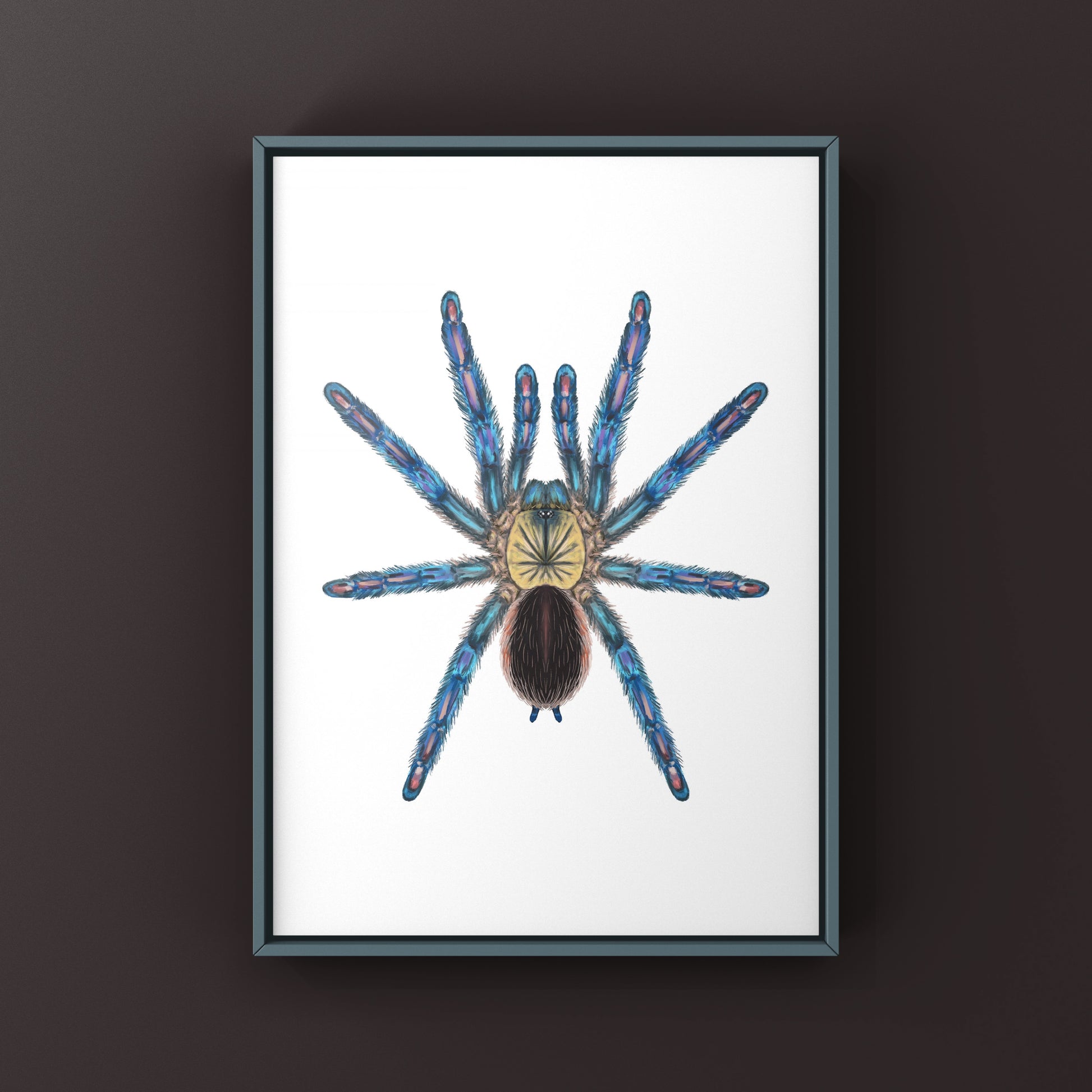Amazon Sapphire Tarantula (Ybyrapora diversipes) Photographic Art Print from The Silk Ranch