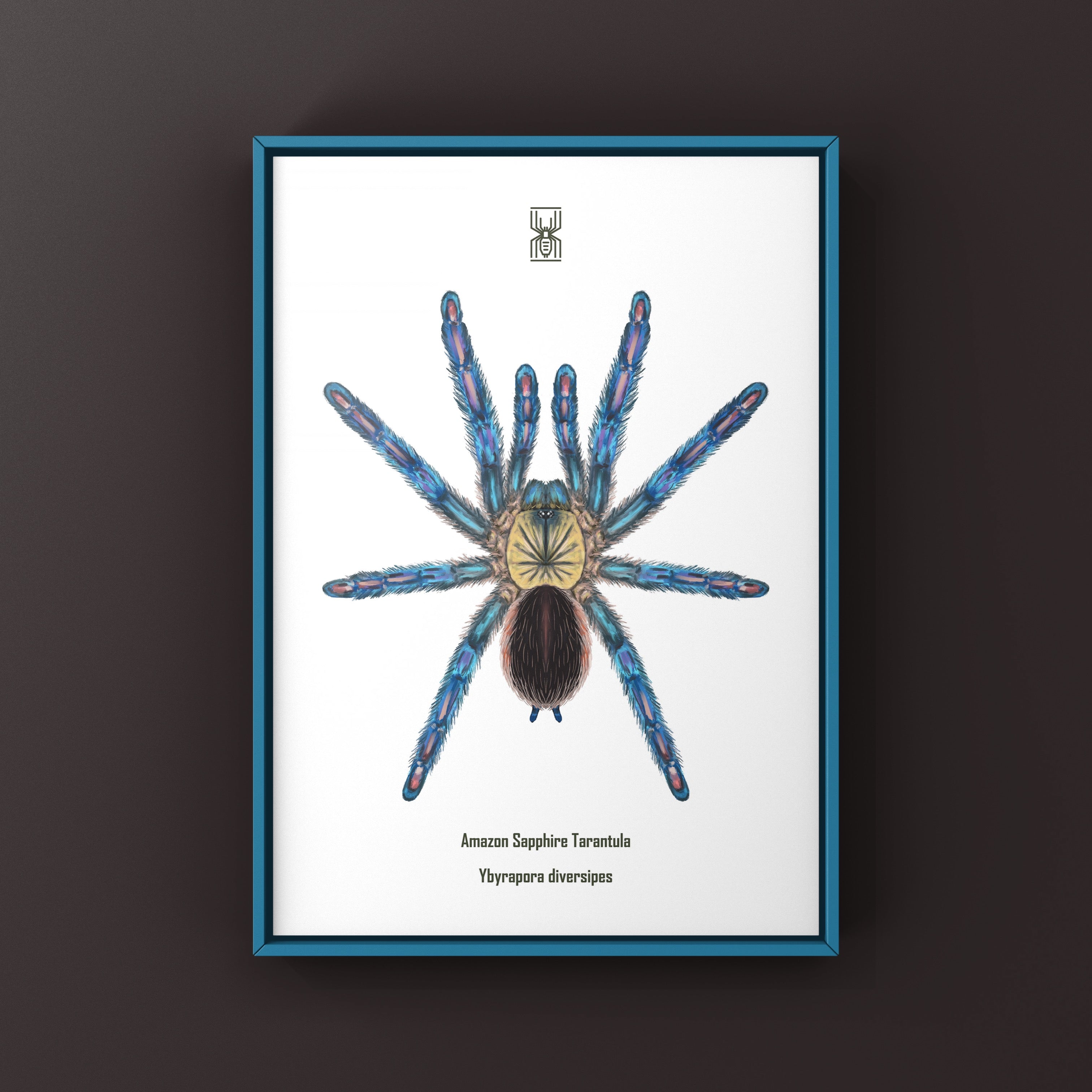 Amazon Sapphire Tarantula Art Print (Ybyrapora diversipes)