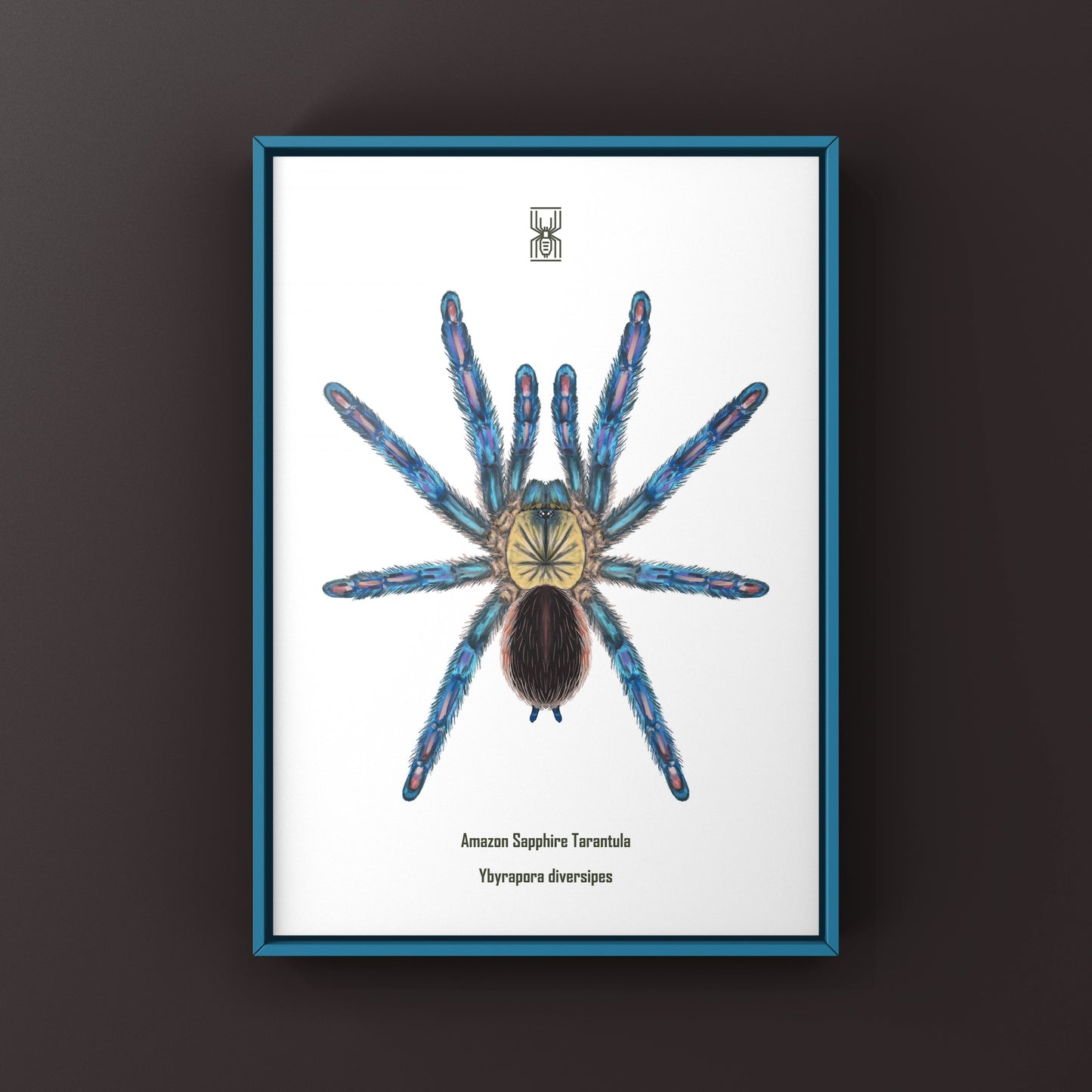 Amazon Sapphire Tarantula (Ybyrapora diversipes) Photographic Art Print from The Silk Ranch