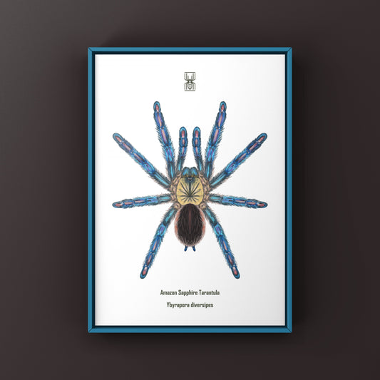 Amazon Sapphire Tarantula (Ybyrapora diversipes) Photographic Art Print from The Silk Ranch