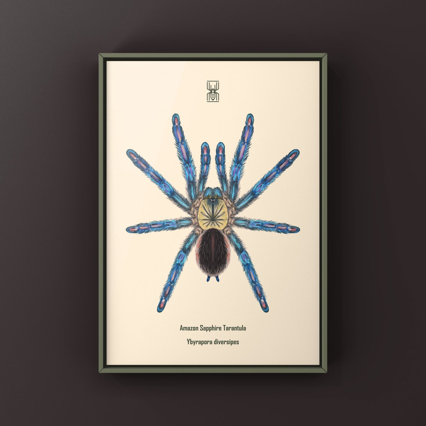 Amazon Sapphire Tarantula (Ybyrapora diversipes) Photographic Art Print from The Silk Ranch