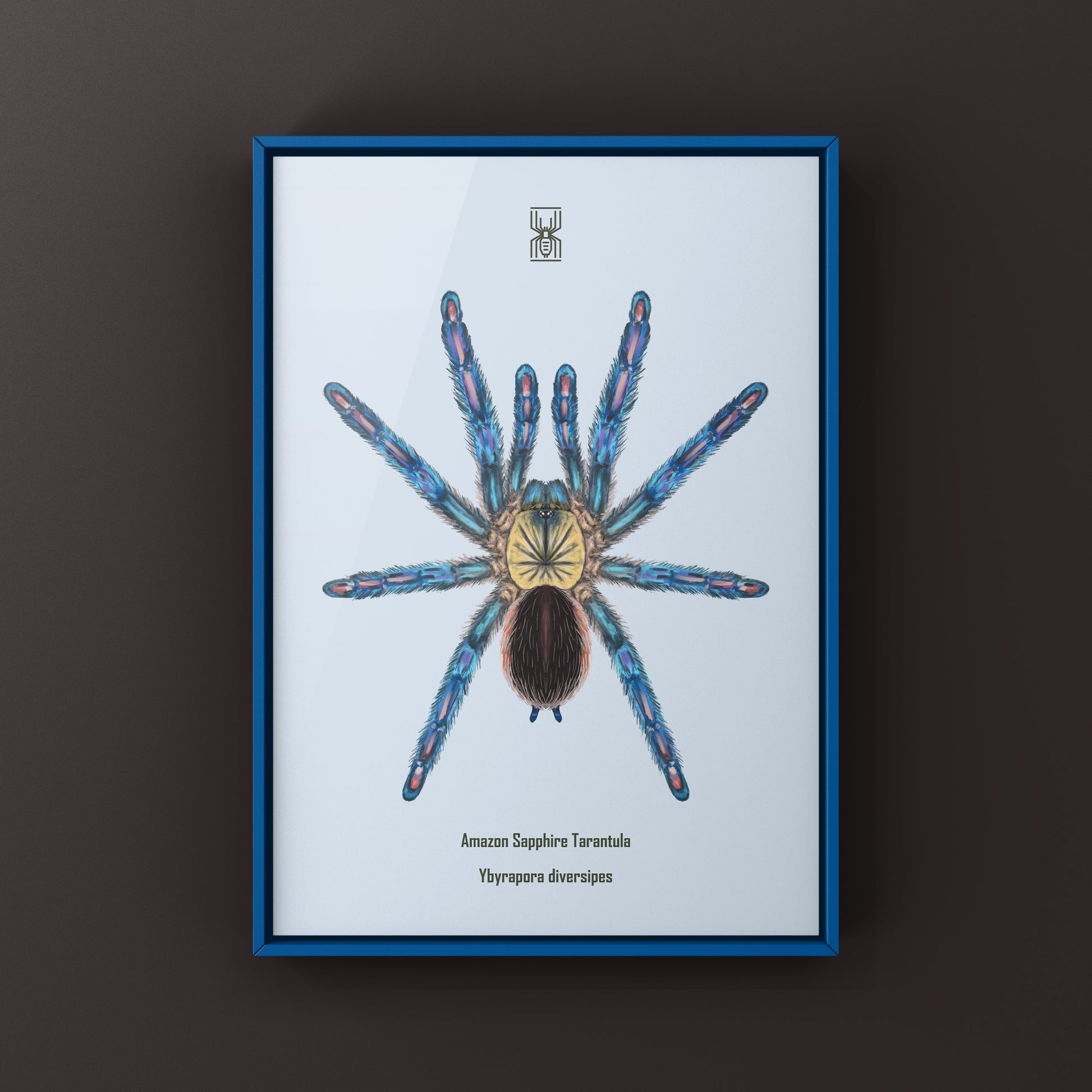 Amazon Sapphire Tarantula (Ybyrapora diversipes) Photographic Art Print from The Silk Ranch