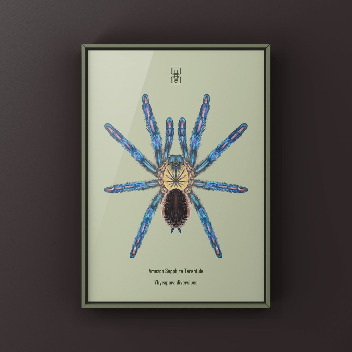 Amazon Sapphire Tarantula (Ybyrapora diversipes) Photographic Art Print from The Silk Ranch