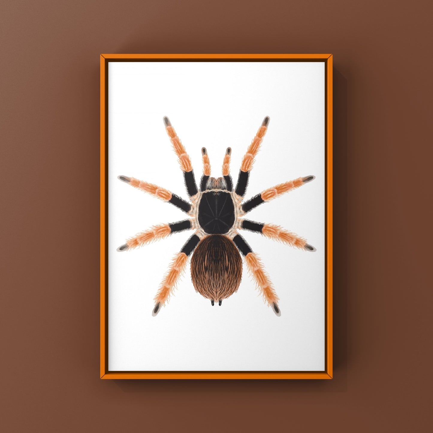 Colombian Giant Redleg Tarantula (Megaphobema robustum) Photographic Art Print from The Silk Ranch