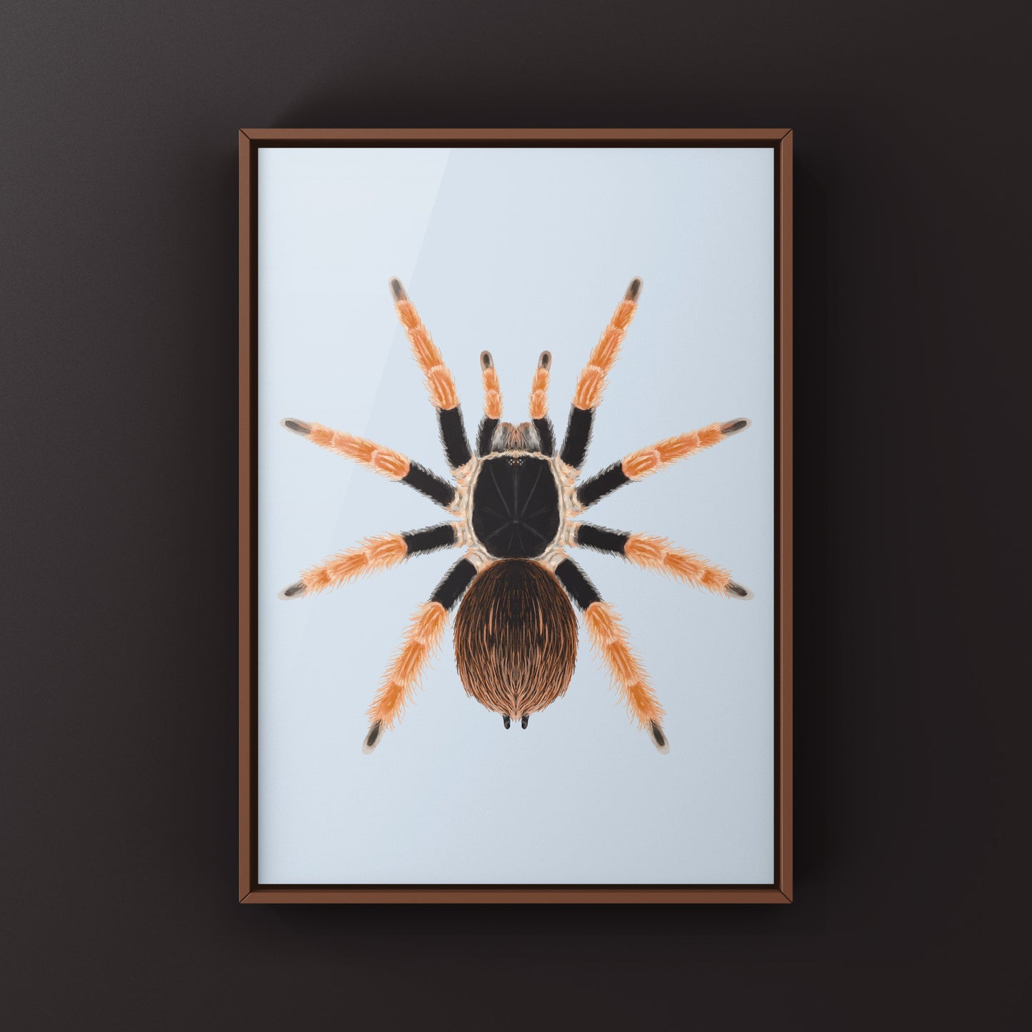 Colombian Giant Redleg Tarantula (Megaphobema robustum) Photographic Art Print from The Silk Ranch