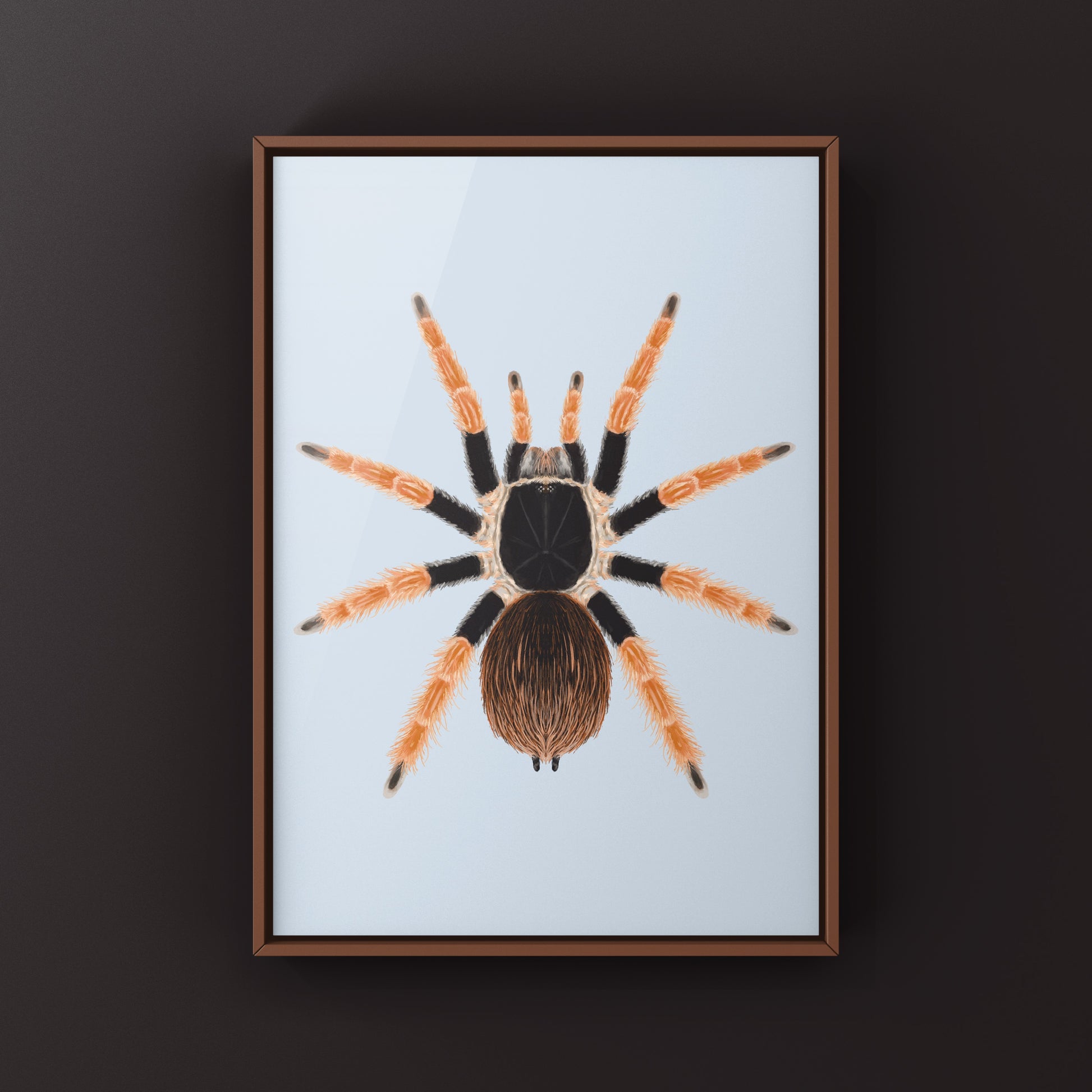 Colombian Giant Redleg Tarantula (Megaphobema robustum) Photographic Art Print from The Silk Ranch