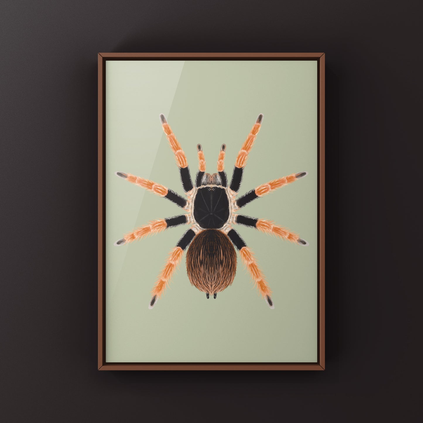 Colombian Giant Redleg Tarantula (Megaphobema robustum) Photographic Art Print from The Silk Ranch