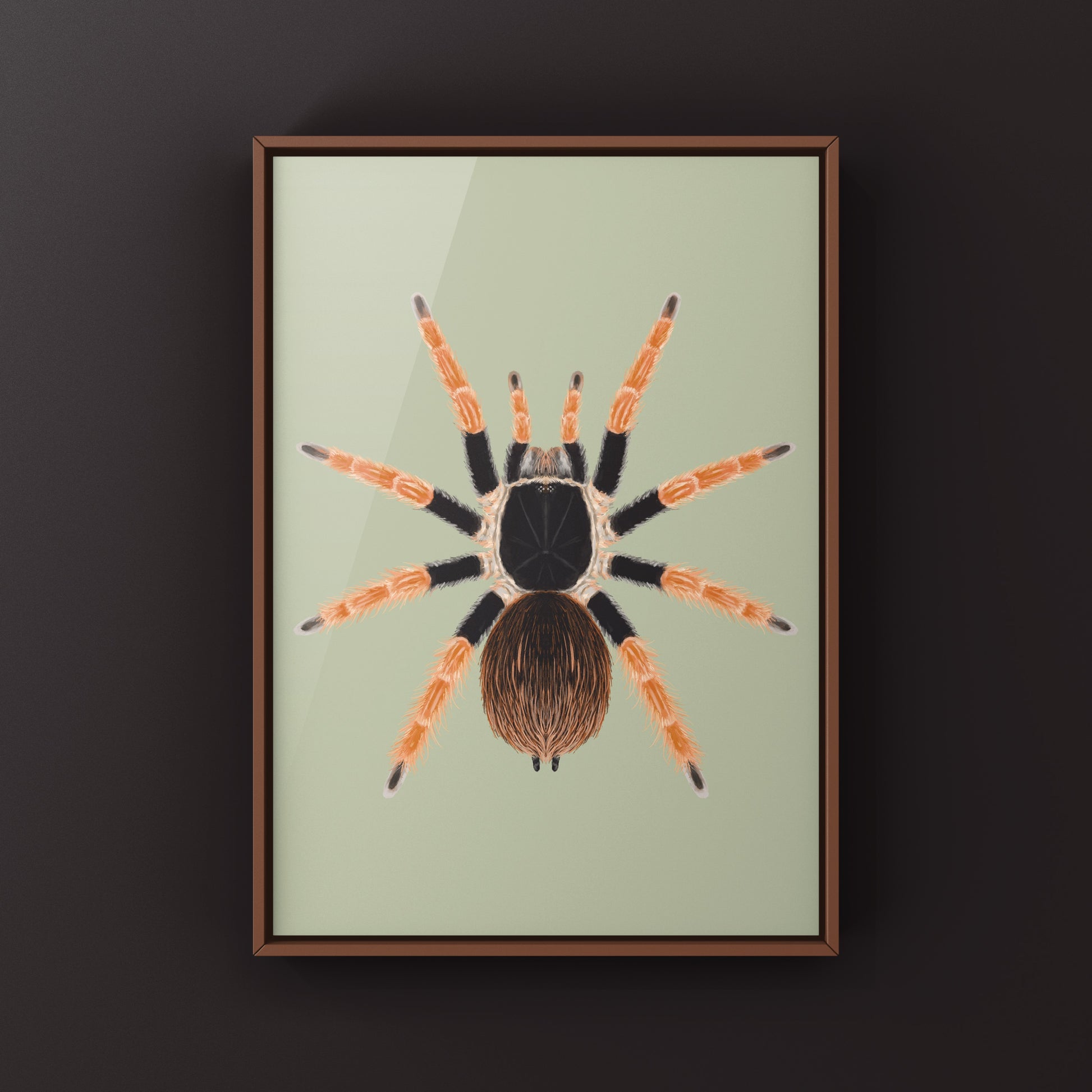 Colombian Giant Redleg Tarantula (Megaphobema robustum) Photographic Art Print from The Silk Ranch
