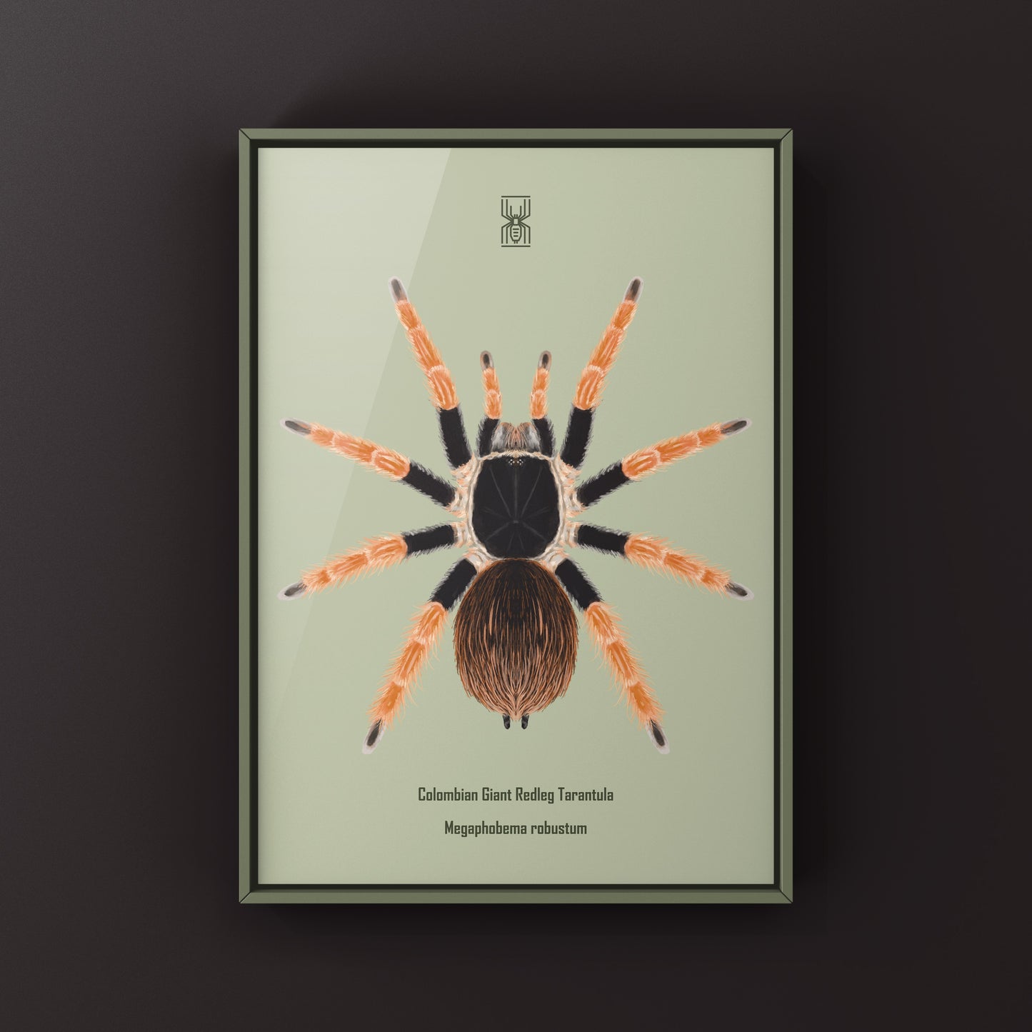 Colombian Giant Redleg Tarantula (Megaphobema robustum) Photographic Art Print from The Silk Ranch