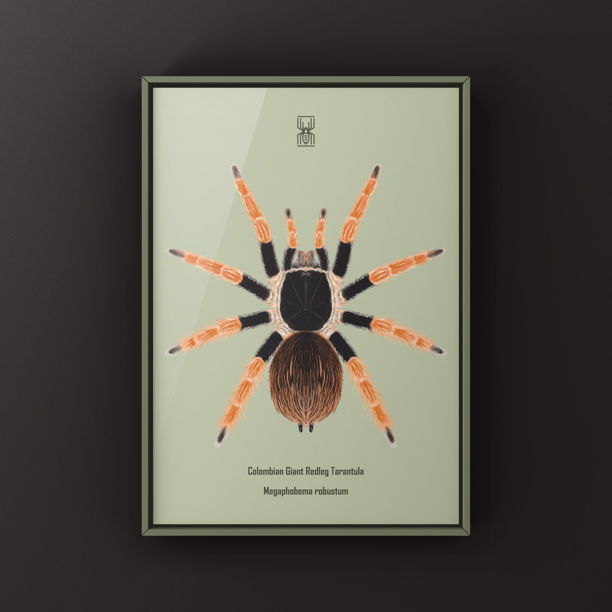 Colombian Giant Redleg Tarantula (Megaphobema robustum) Photographic Art Print from The Silk Ranch