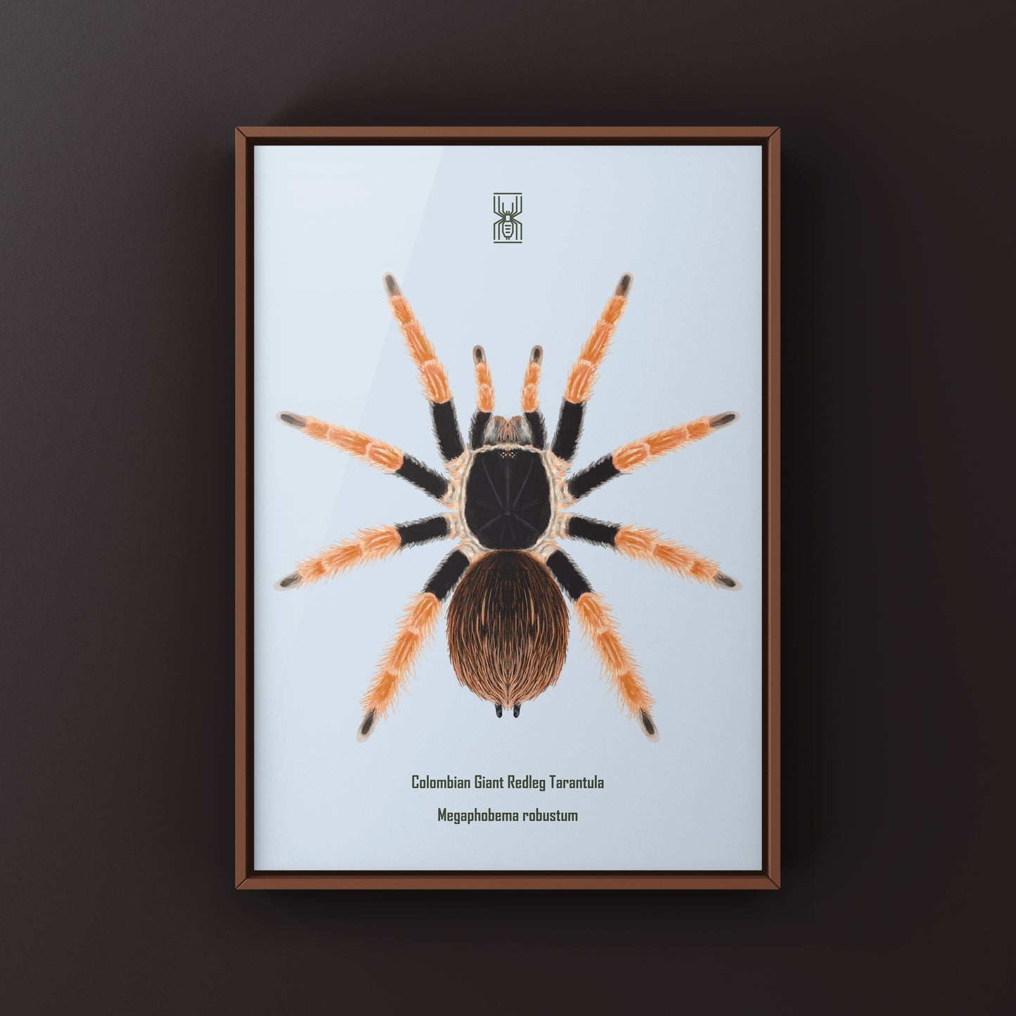 Colombian Giant Redleg Tarantula (Megaphobema robustum) Photographic Art Print from The Silk Ranch