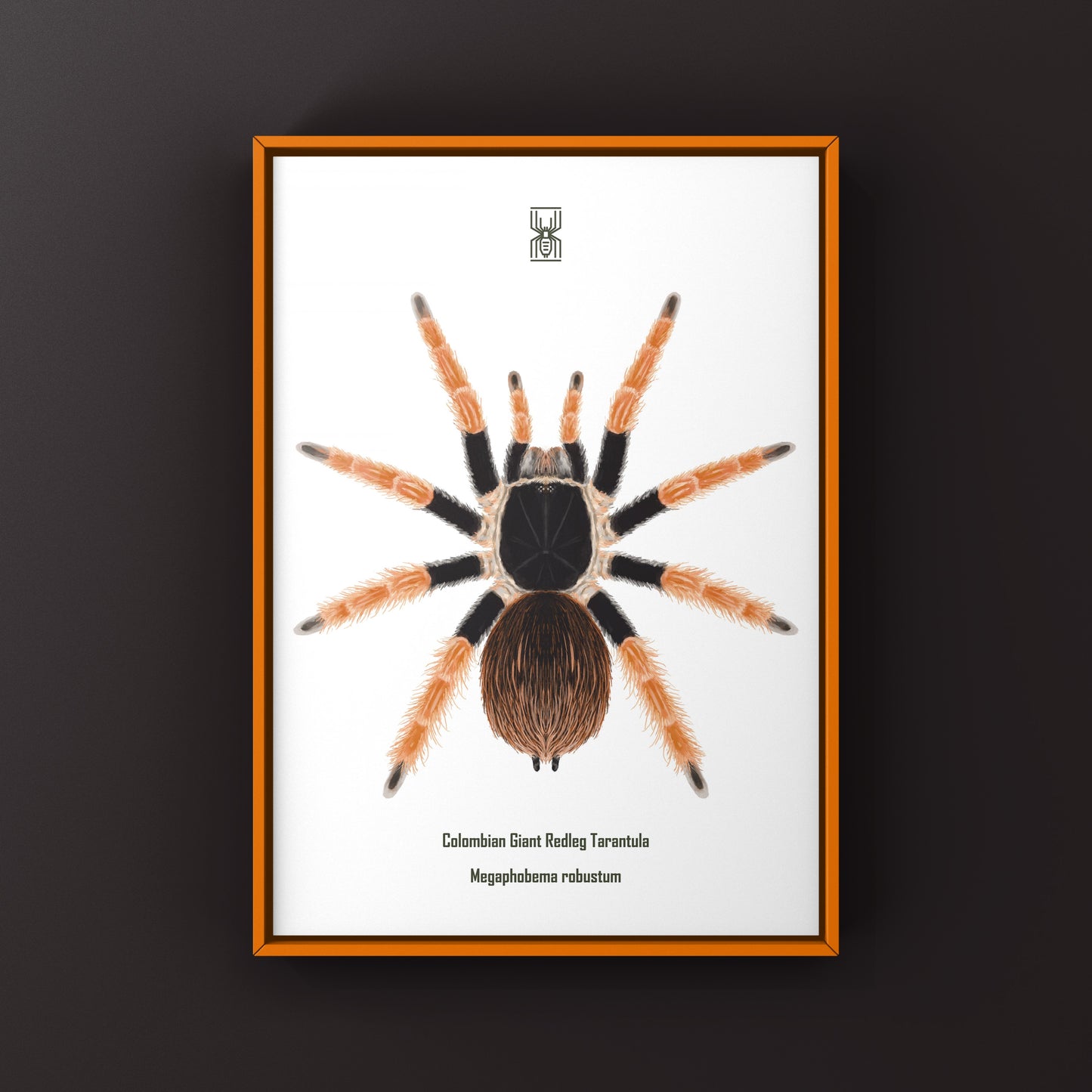 Colombian Giant Redleg Tarantula (Megaphobema robustum) Photographic Art Print from The Silk Ranch
