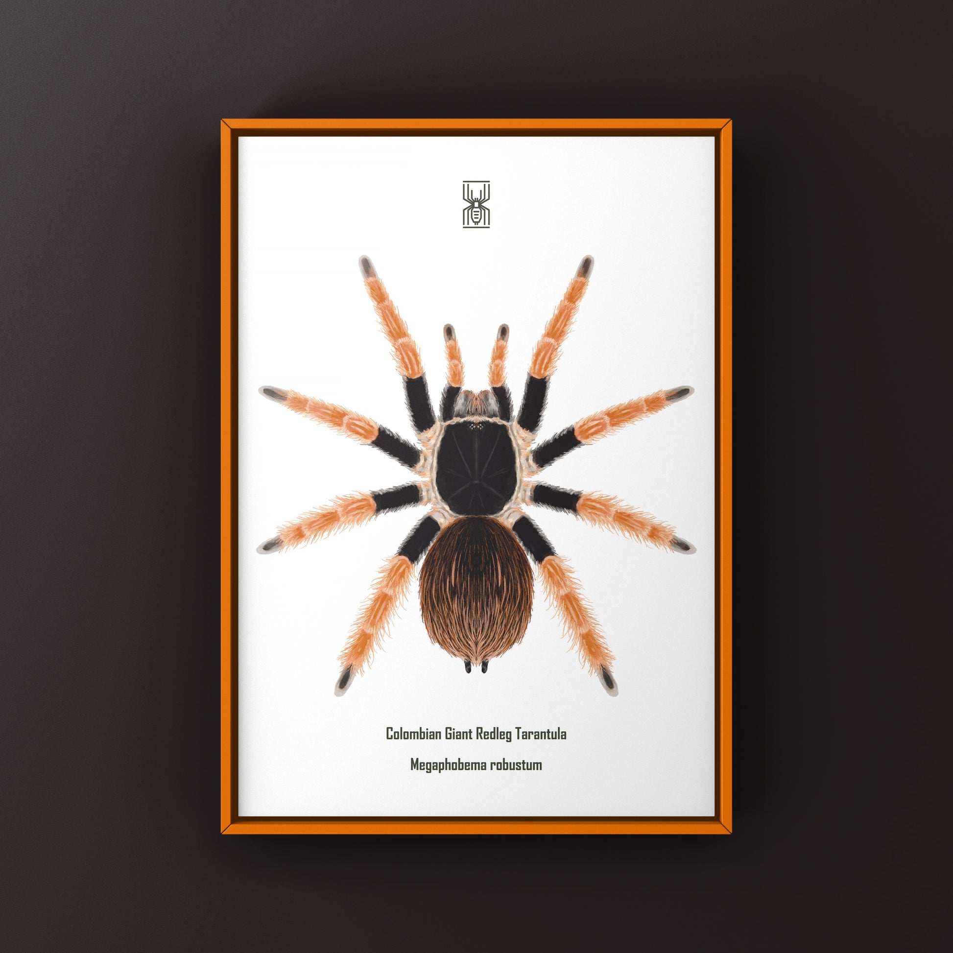 Colombian Giant Redleg Tarantula (Megaphobema robustum) Photographic Art Print from The Silk Ranch