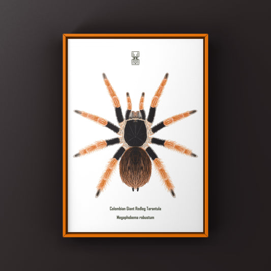 Colombian Giant Redleg Tarantula (Megaphobema robustum) Photographic Art Print from The Silk Ranch