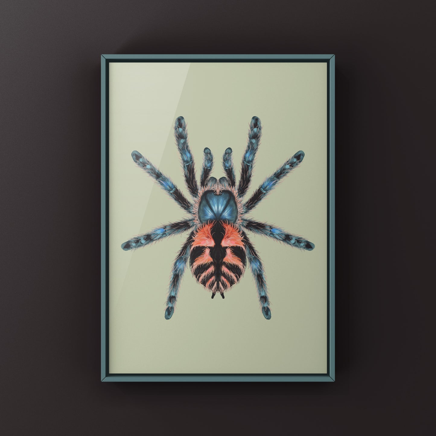 Incendigo Jewel Tarantula (Typhochlaena sp. Incendigo) Photographic Art Print from The Silk Ranch