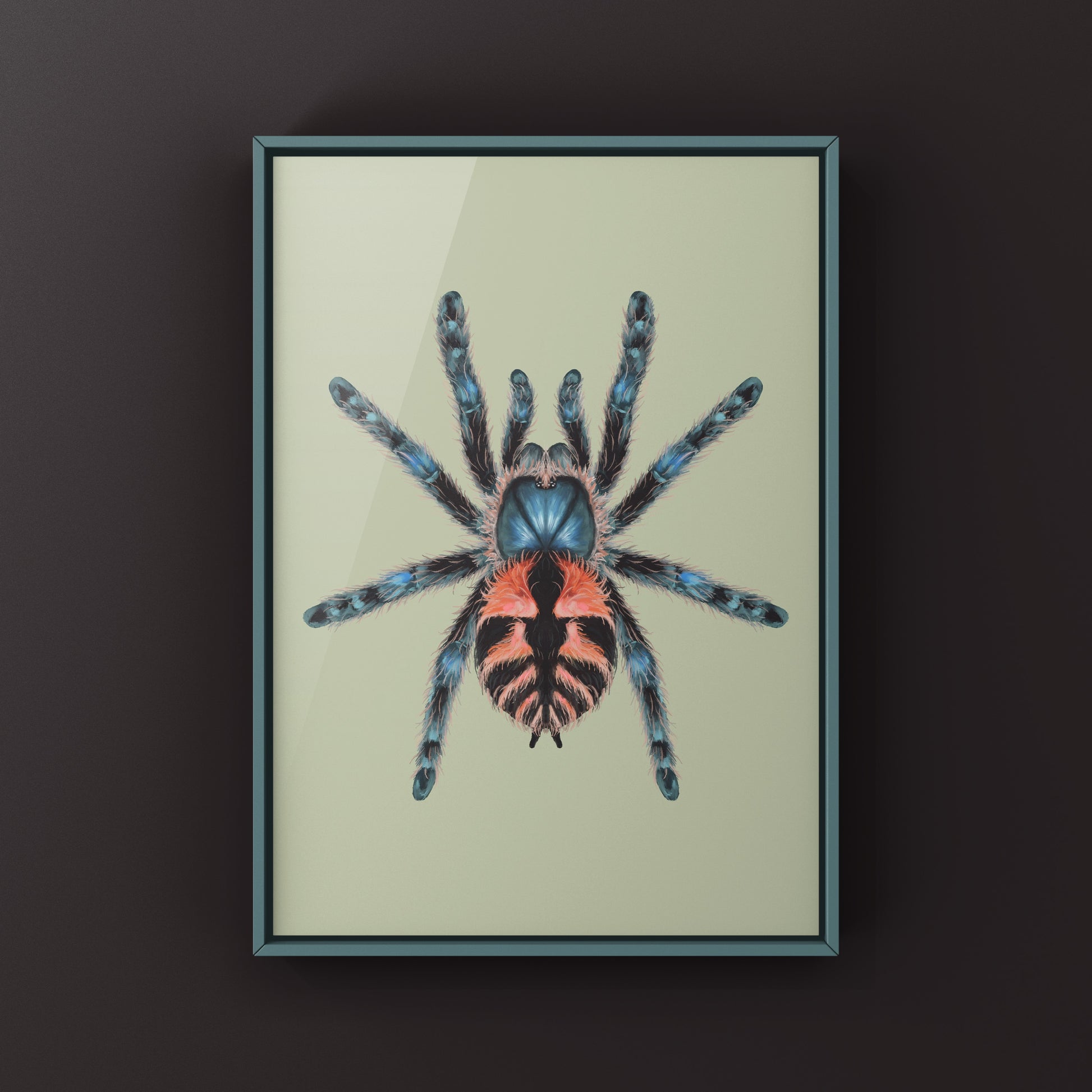 Incendigo Jewel Tarantula (Typhochlaena sp. Incendigo) Photographic Art Print from The Silk Ranch