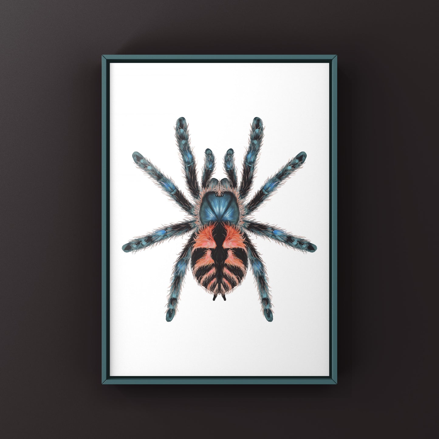 Incendigo Jewel Tarantula (Typhochlaena sp. Incendigo) Photographic Art Print from The Silk Ranch