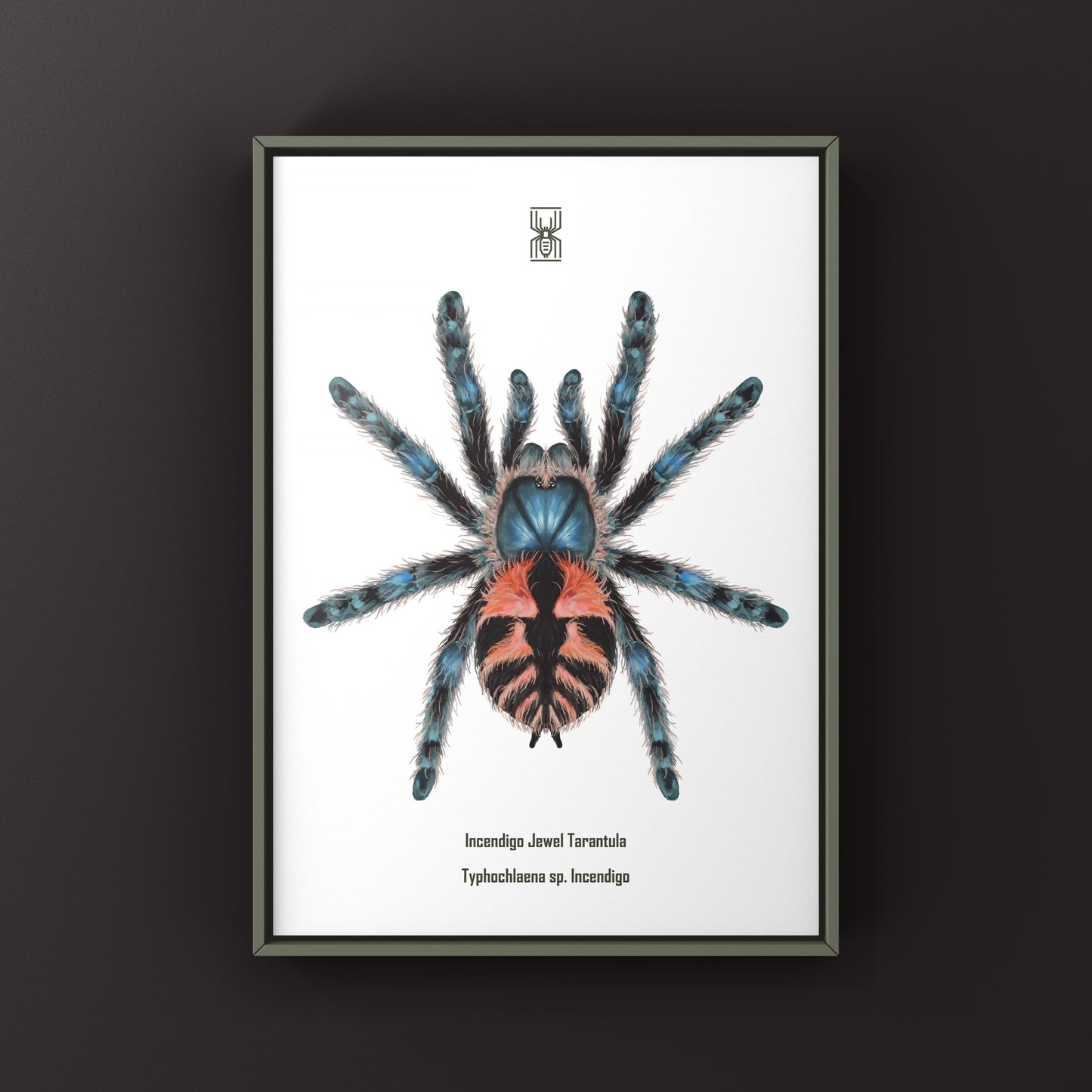 Incendigo Jewel Tarantula (Typhochlaena sp. Incendigo) Photographic Art Print from The Silk Ranch