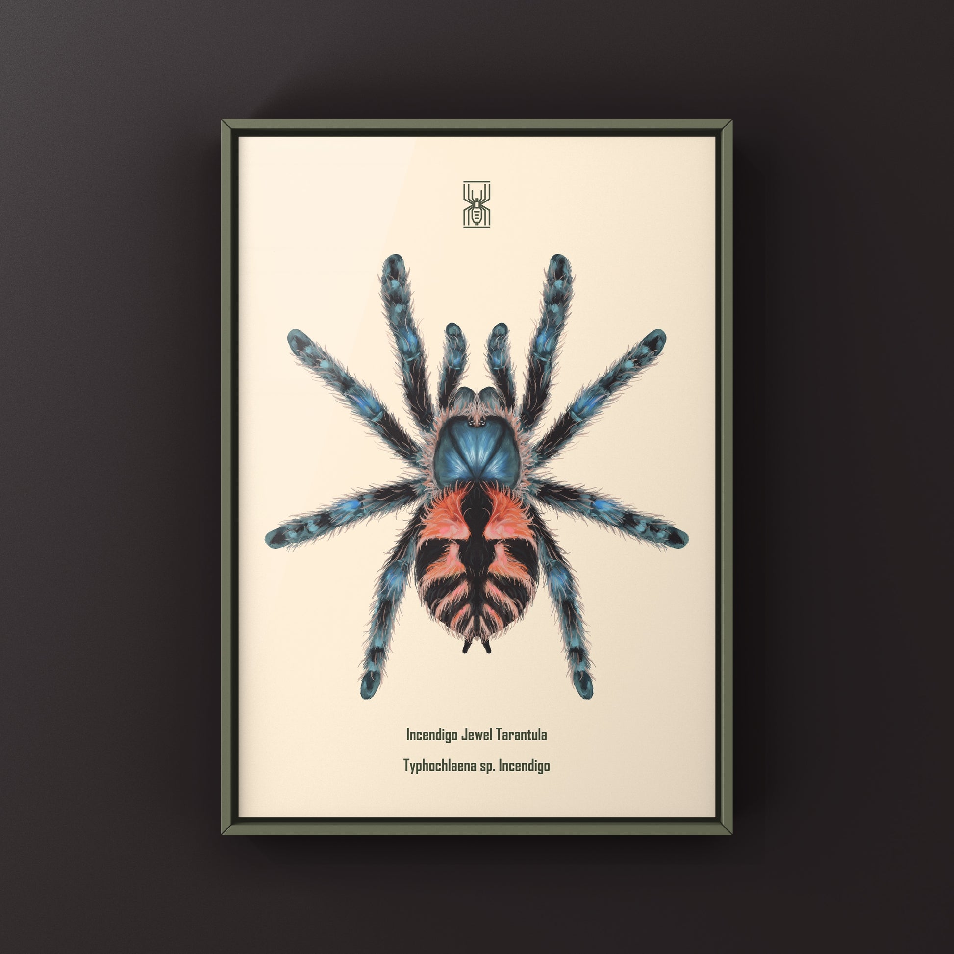 Incendigo Jewel Tarantula (Typhochlaena sp. Incendigo) Photographic Art Print from The Silk Ranch