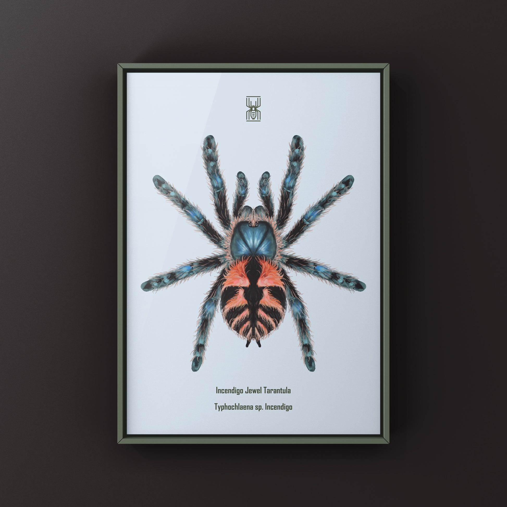 Incendigo Jewel Tarantula (Typhochlaena sp. Incendigo) Photographic Art Print from The Silk Ranch