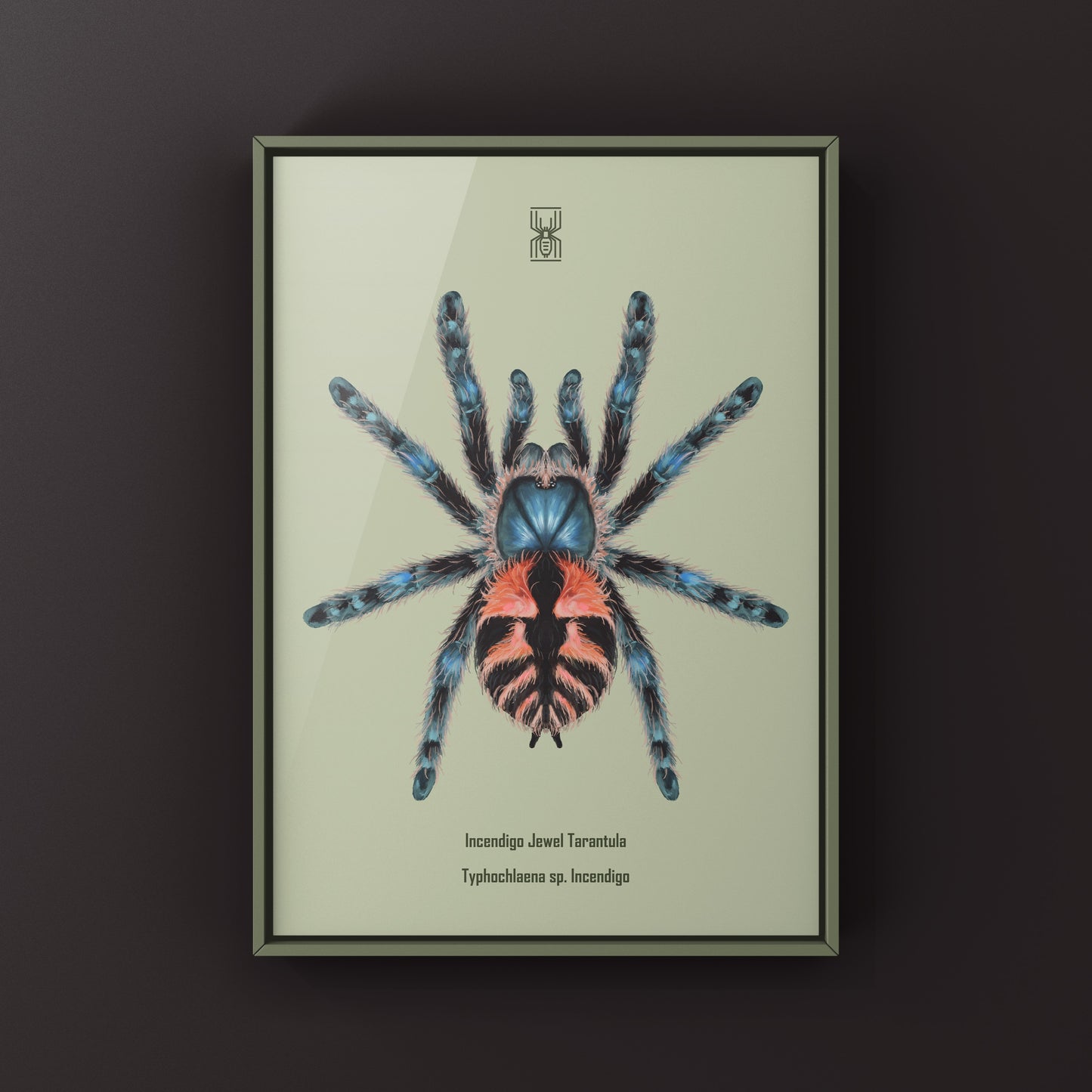 Incendigo Jewel Tarantula (Typhochlaena sp. Incendigo) Photographic Art Print from The Silk Ranch