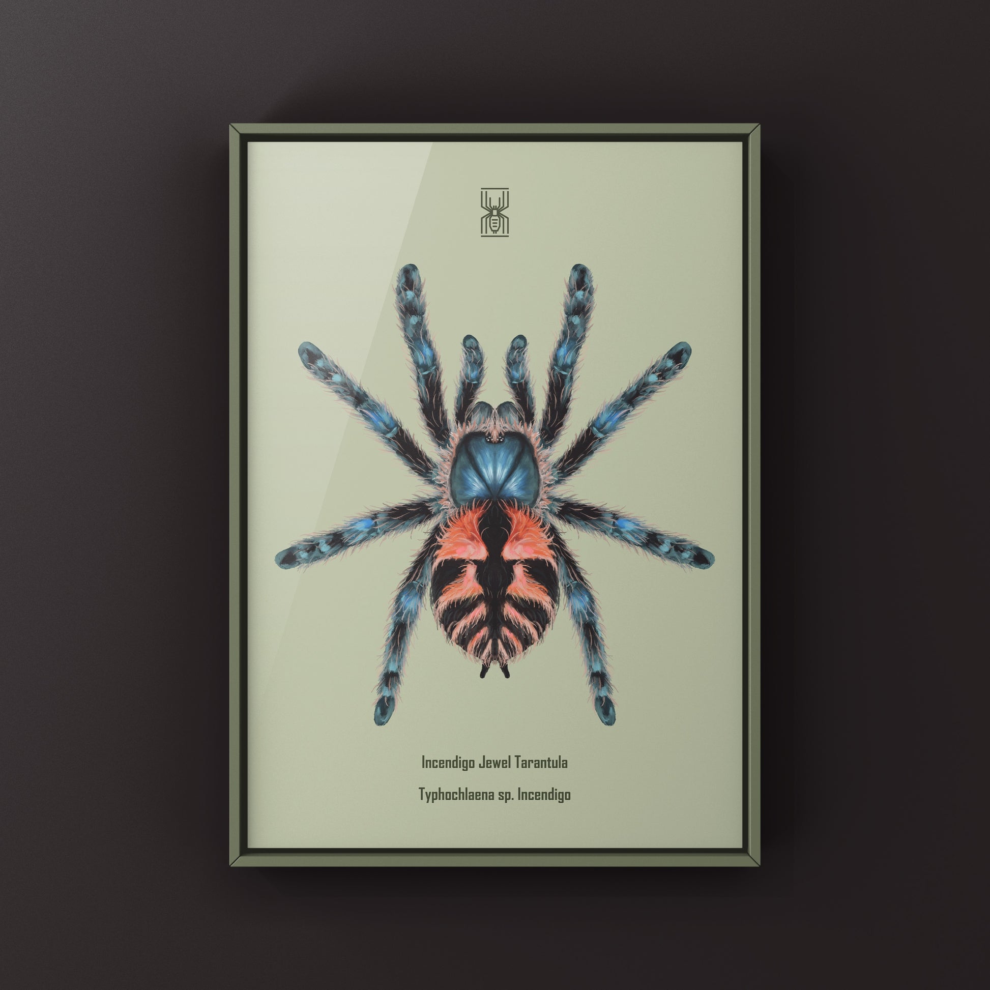 Incendigo Jewel Tarantula (Typhochlaena sp. Incendigo) Photographic Art Print from The Silk Ranch