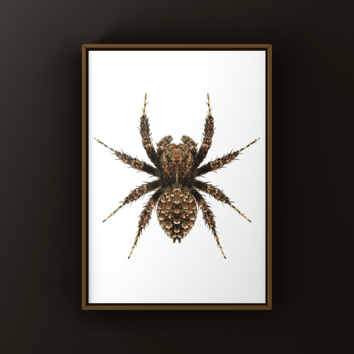 Fringed Jumping Spider Art Print (Portia fimbriata) from The Silk Ranch