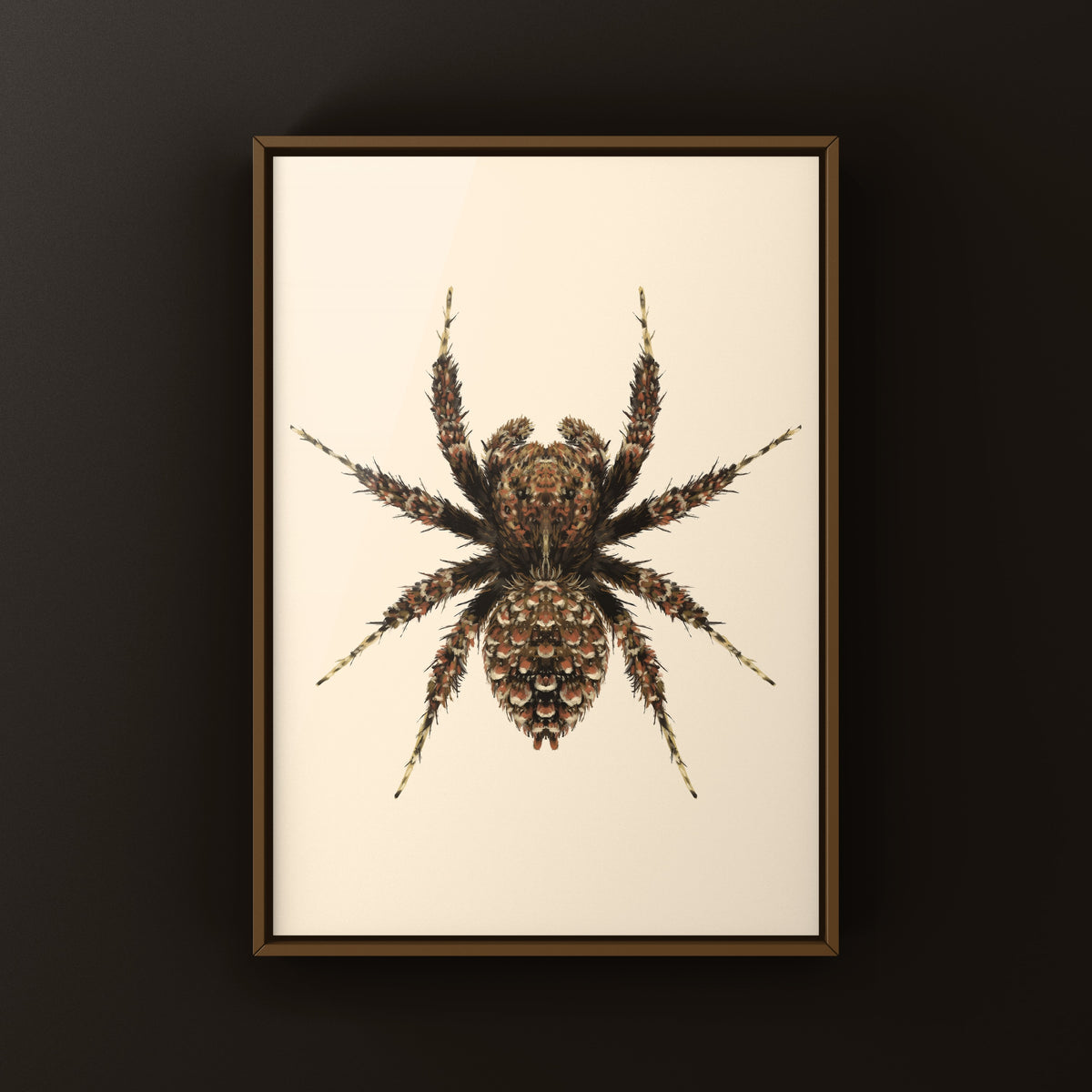 Fringed Jumping Spider Art Print (Portia fimbriata) from The Silk Ranch