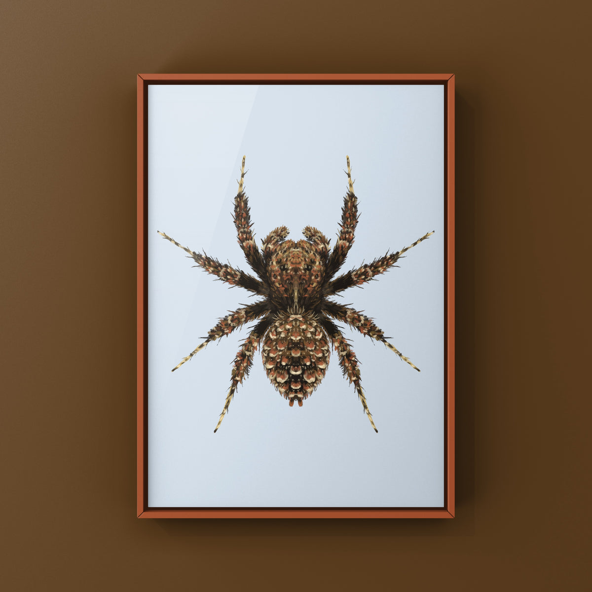 Fringed Jumping Spider Art Print (Portia fimbriata) from The Silk Ranch