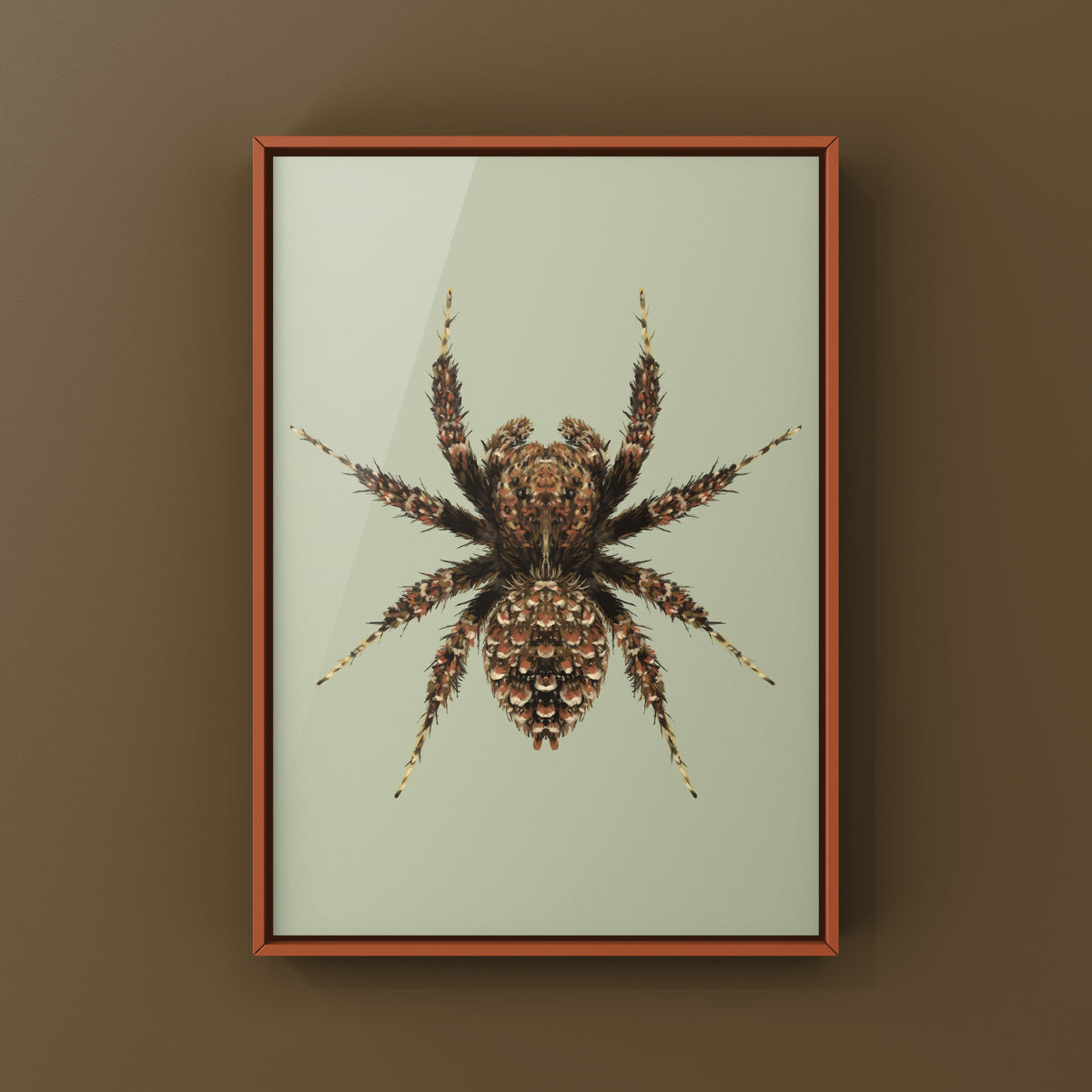 Fringed Jumping Spider Art Print (Portia fimbriata) from The Silk Ranch