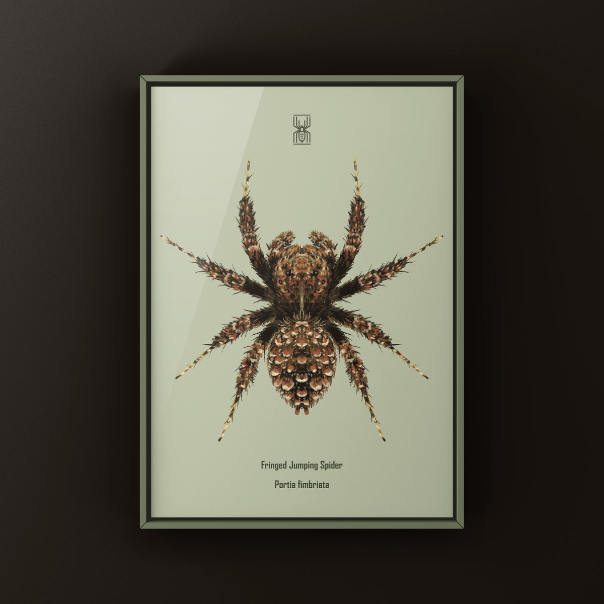 Fringed Jumping Spider Art Print (Portia fimbriata) from The Silk Ranch