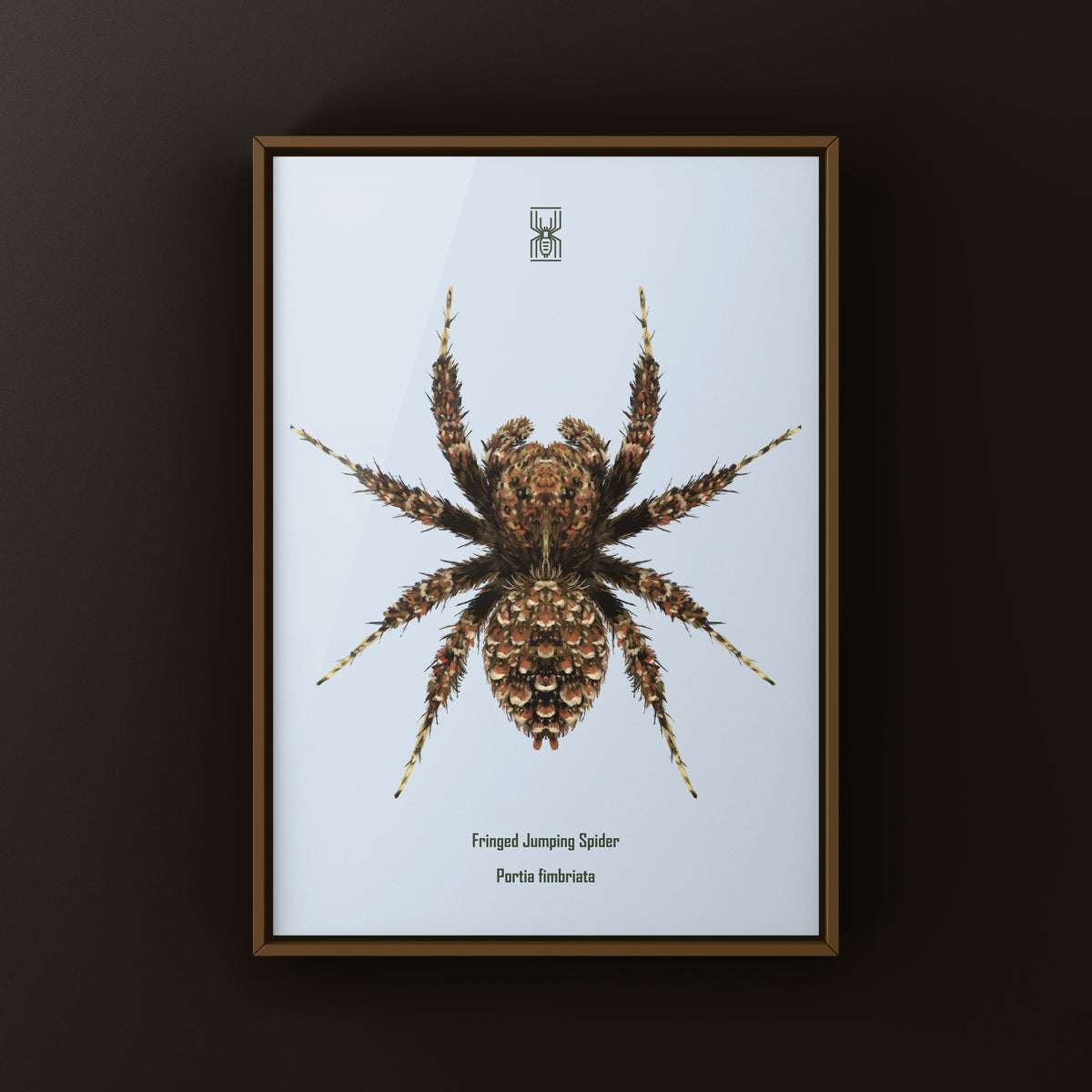 Fringed Jumping Spider Art Print (Portia fimbriata) from The Silk Ranch