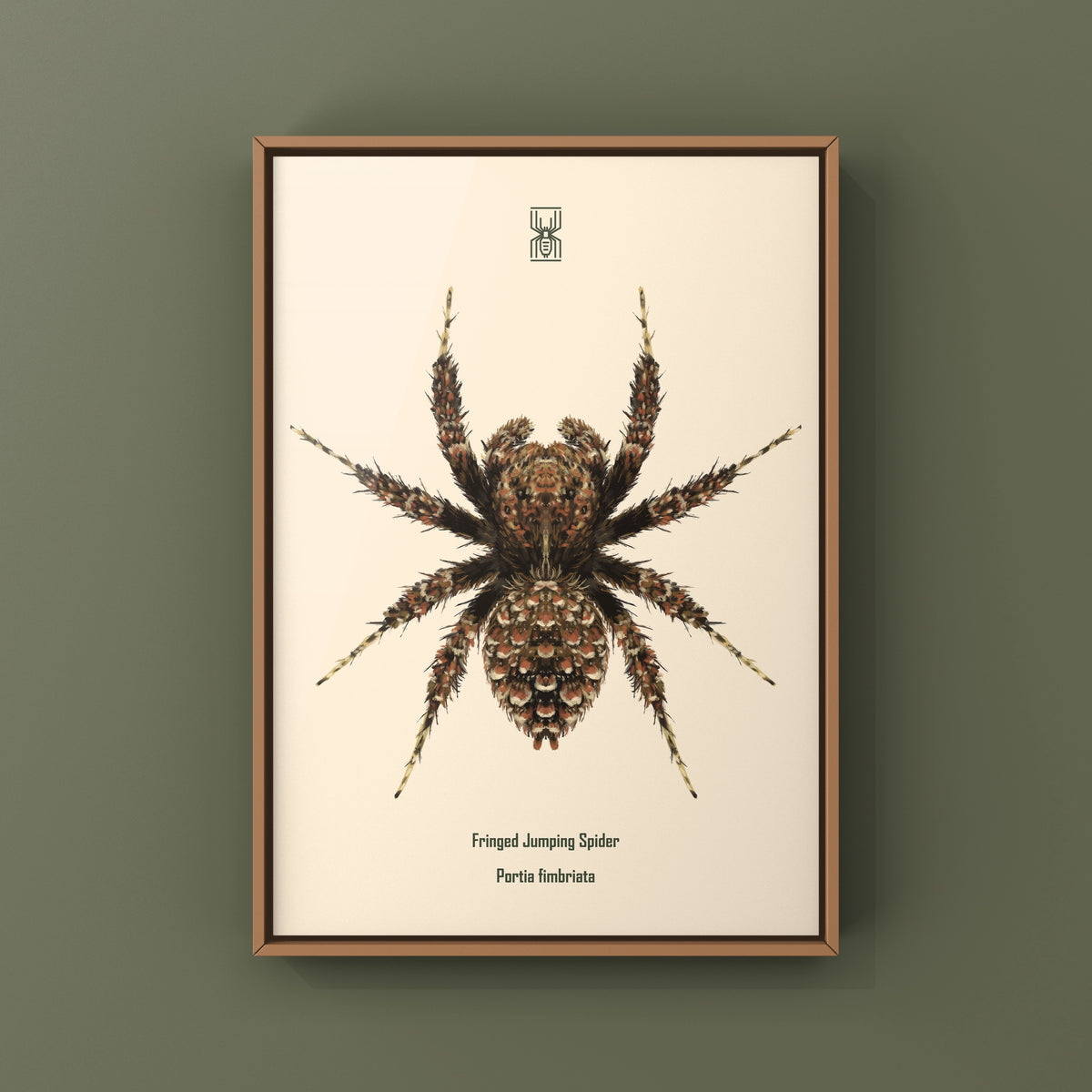 Fringed Jumping Spider Art Print (Portia fimbriata) from The Silk Ranch