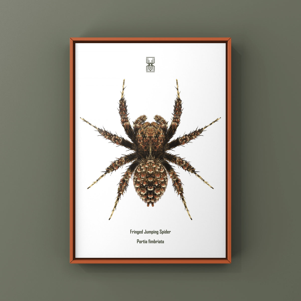 Fringed Jumping Spider Art Print (Portia fimbriata) from The Silk Ranch