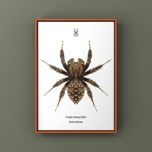 Fringed jumping spider art print featuring Portia fimbriata with detailed, vibrant illustration on high-quality paper.