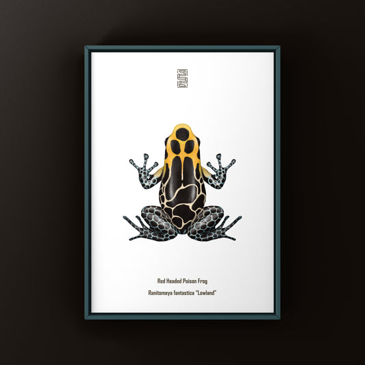 Lowland Red-headed Poison Frog Art Print (Ranitomeya fantastica)