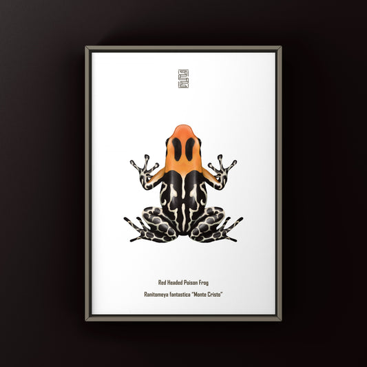 Monte Cristo Red-headed Poison Frog Art Print (Ranitomeya fantastica)