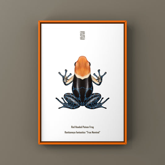 True Nominal Red-headed Poison Frog Art Print (Ranitomeya fantastica)