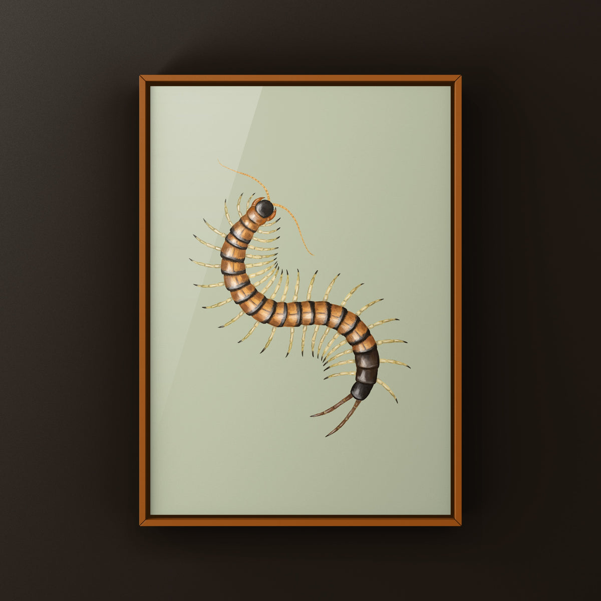 Giant Desert Centipede Art Print (Scolopendra heros "Madrean Banded") from The Silk Ranch